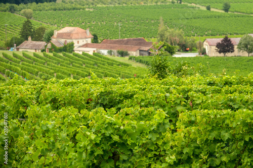 Tapety artystyczne vineyards of the famous region of monbazillac, perigord.