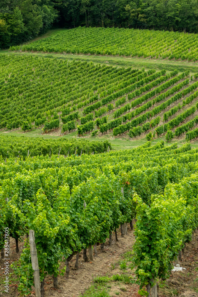 vineyards of the famous region of monbazillac, perigord.