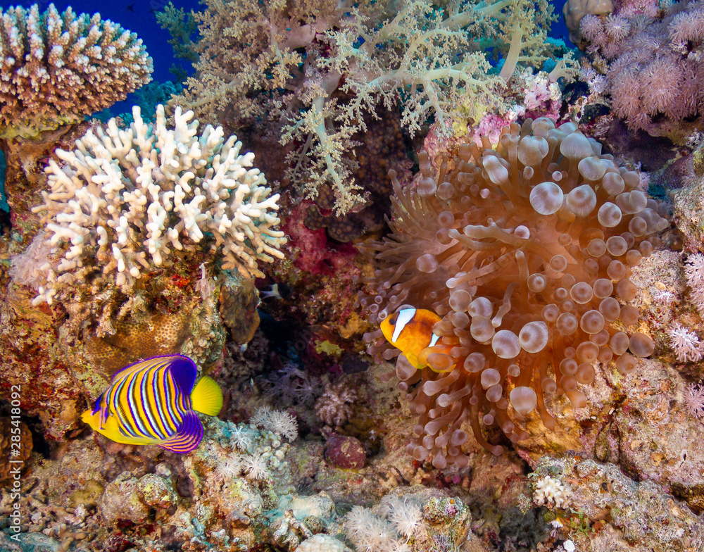 Obraz premium tropical fish 