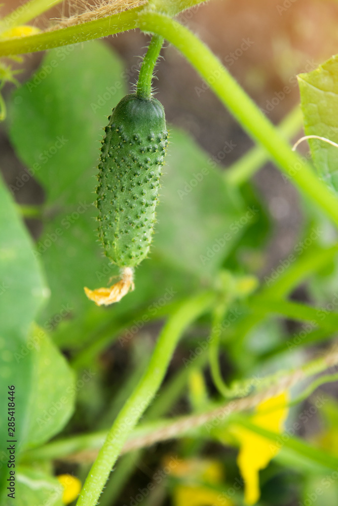 Fresh green cucumber growing in garden. Fresh green cucumber growing in garden.