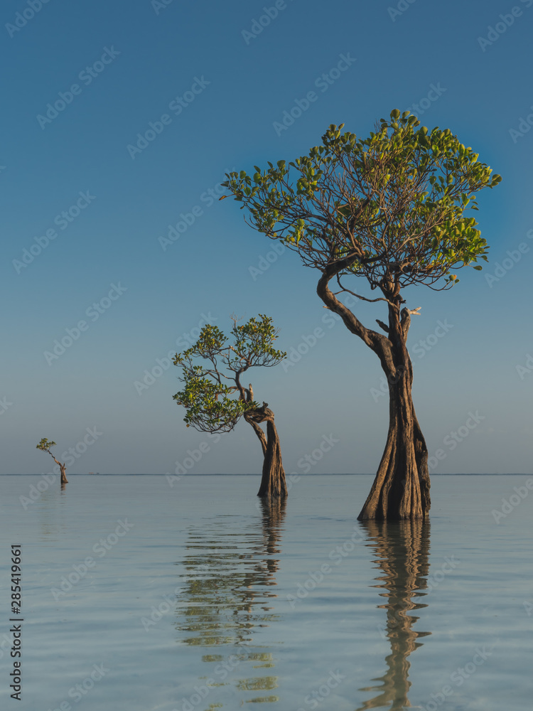 Mangrove trees Walakiri beach Sumba Island Indonesia Mangrove trees Walakiri beach Sumba Island Indonesia