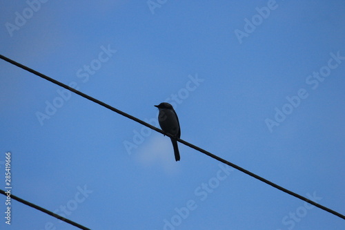 bird on wire © Sudeshna