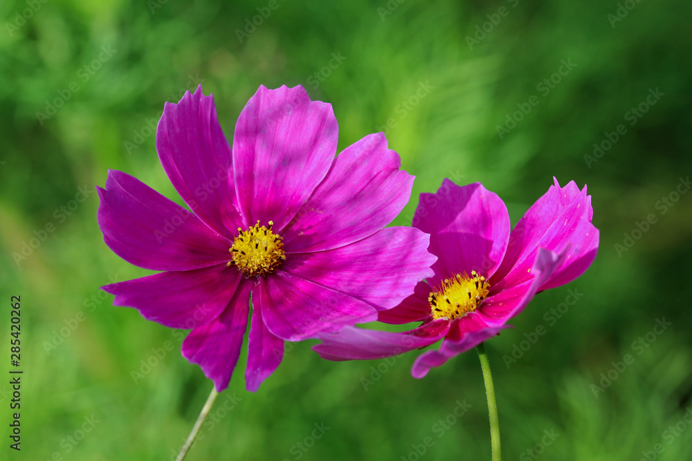 Colorful Cosmos flower head Colorful Cosmos flower head