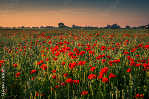 Feld of poppies during a sunny morning © Artur Bociarski