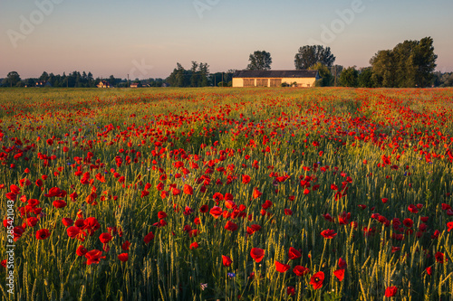 Feld of poppies during a sunny morning