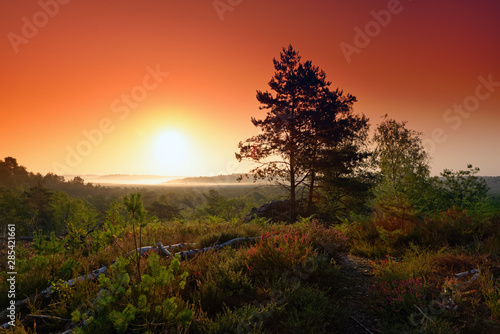 trois pignons forest sunrise in the french Gâtinais regional nature park