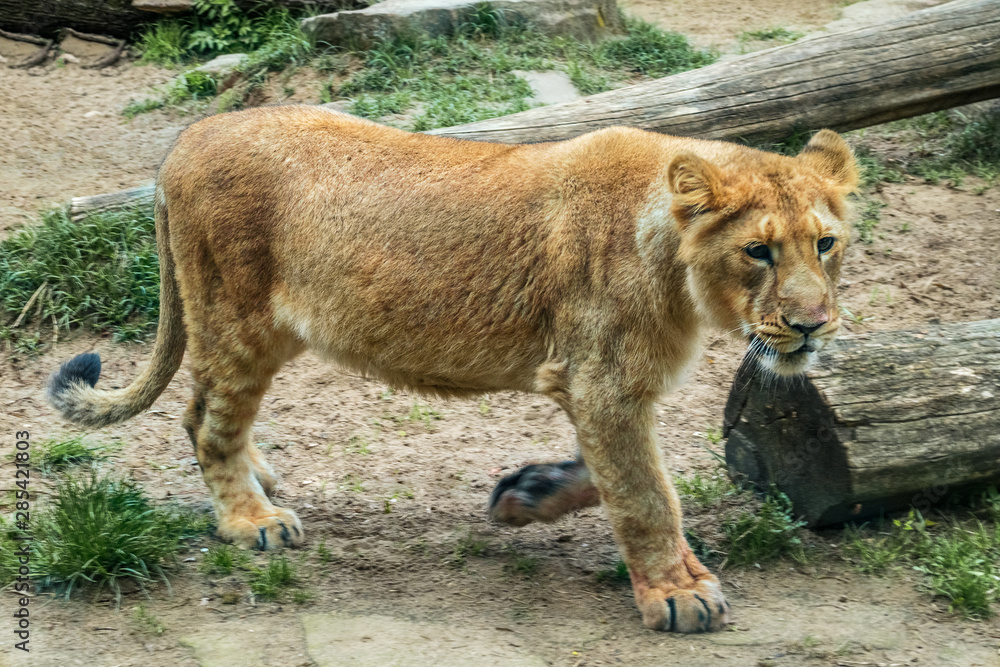 Fototapeta premium Asian lion, Panthera leo persica