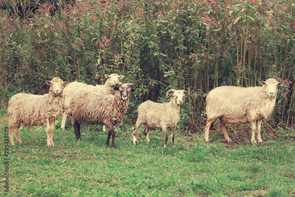 Close-up. Two rams and three sheep on a walk among wildflowers, looking at the camera. Close-up. Two rams and three sheep on a walk among wildflowers, looking at the camera.