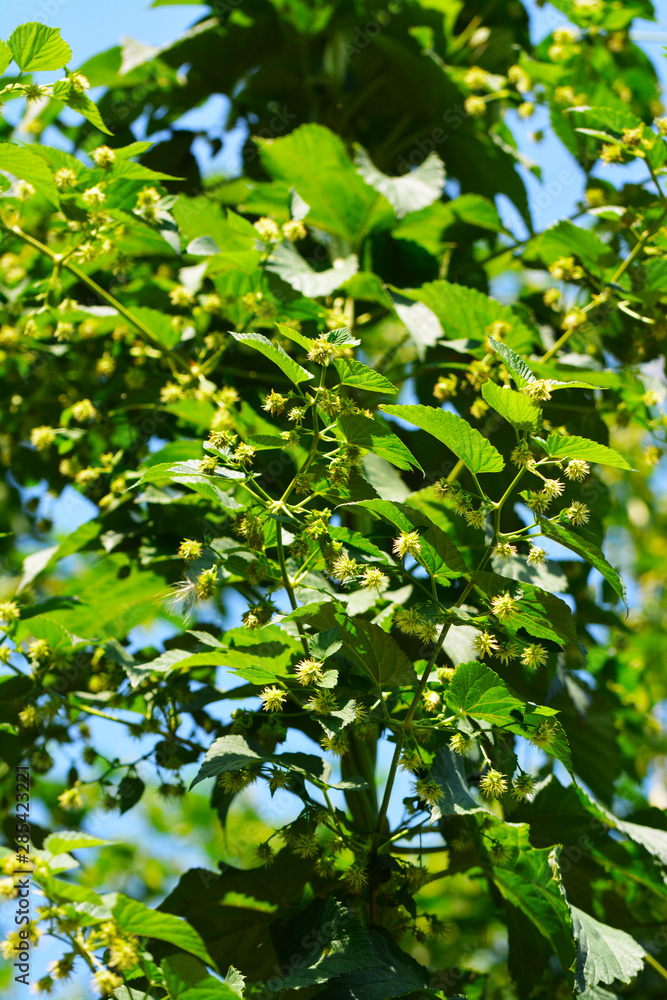 flowers of the hop plant