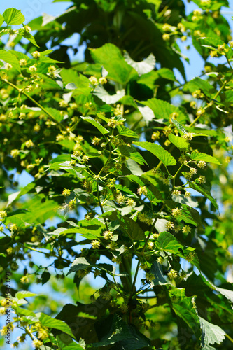 flowers of the hop plant