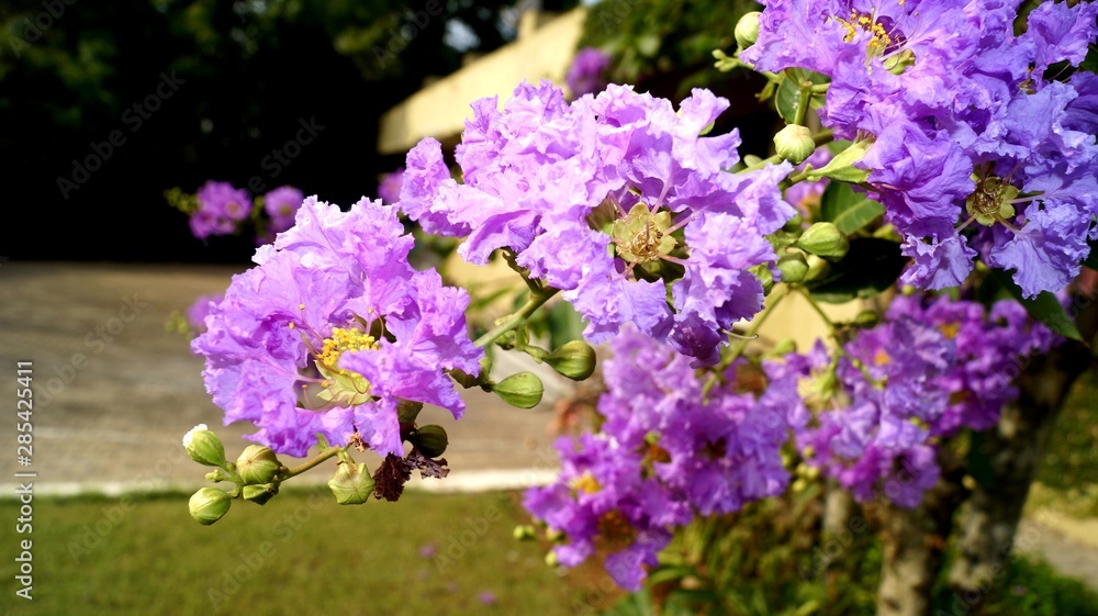 Obraz premium flowers in the garden