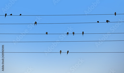 Swallows are sitting on electric wires.