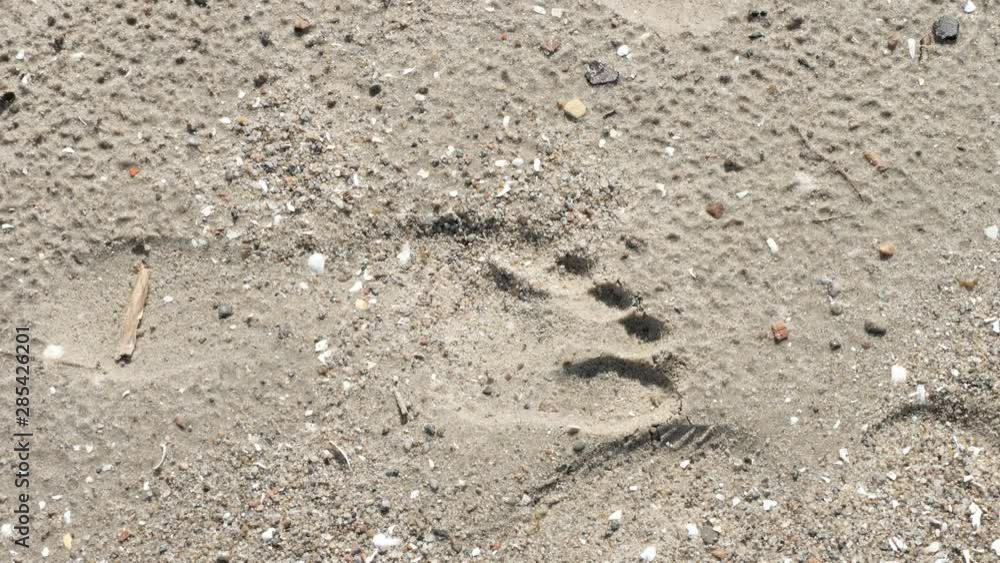 23962_The_footprints_on_the_sand_on_the_beach.mov 23962_The_footprints_on_the_sand_on_the_beach.mov