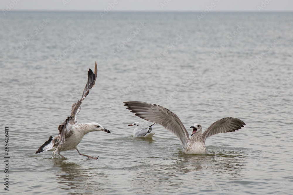 Naklejka premium seagulls in flight