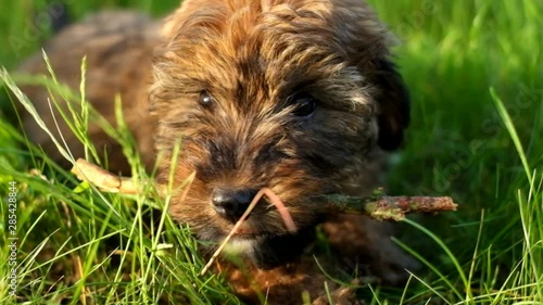 Puppy nibbles a stick
