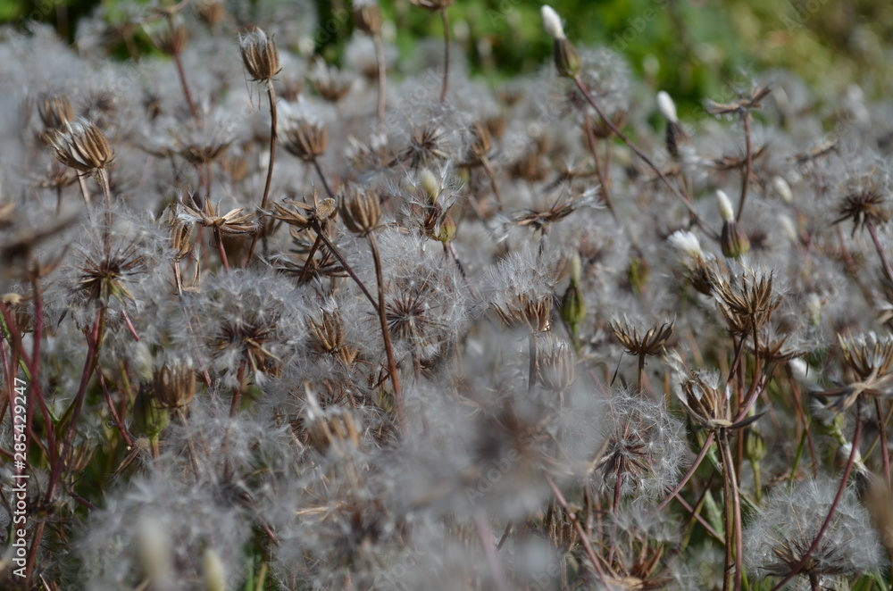 the field of fluffy dandelions the field of fluffy dandelions