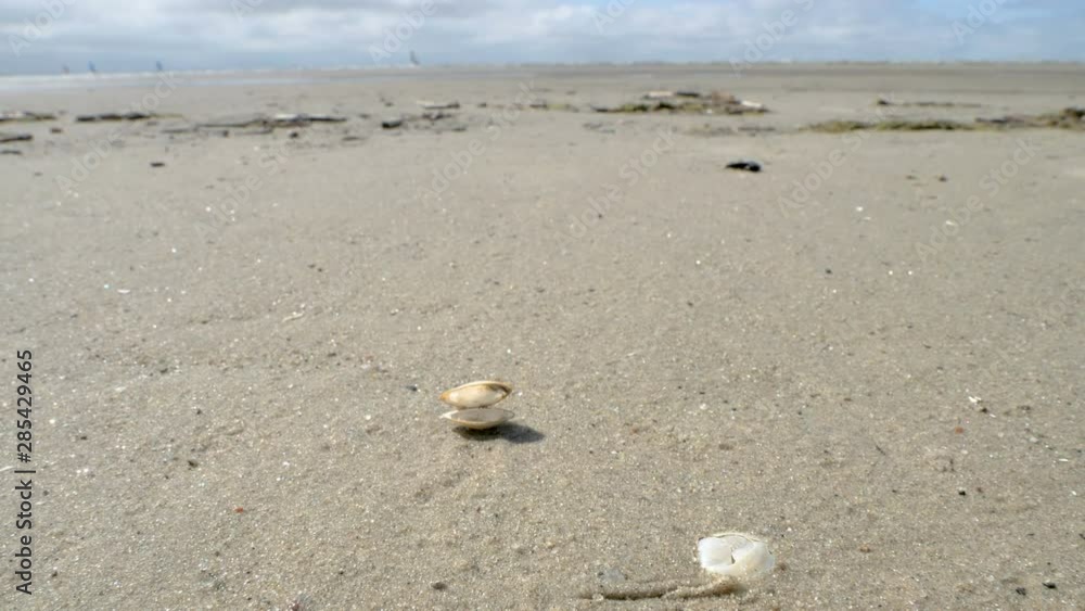 23966_The_seashells_on_the_sandy_beach_of_the_shore.mov 23966_The_seashells_on_the_sandy_beach_of_the_shore.mov