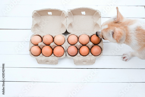 Photography Brown dogs are eating eggs.