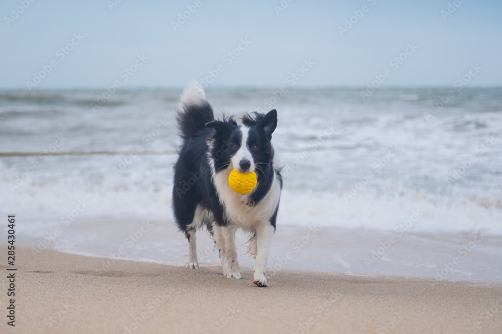 Shepherd dog playing at the beach