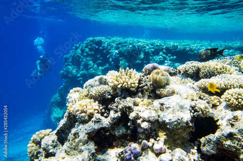 Underwater landscape of coral reef with a diver