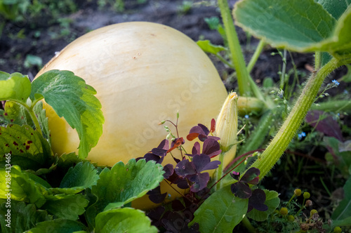 pumpkin in the garden