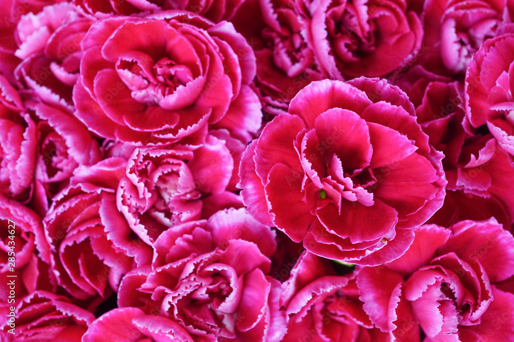 Red carnations spray flower blooming in bouquet at flower market,celebration,colorful pattern nature background,selective focus,tropical plant Red carnations spray flower blooming in bouquet at flower market,celebration,colorful pattern nature background,selective focus,tropical plant
