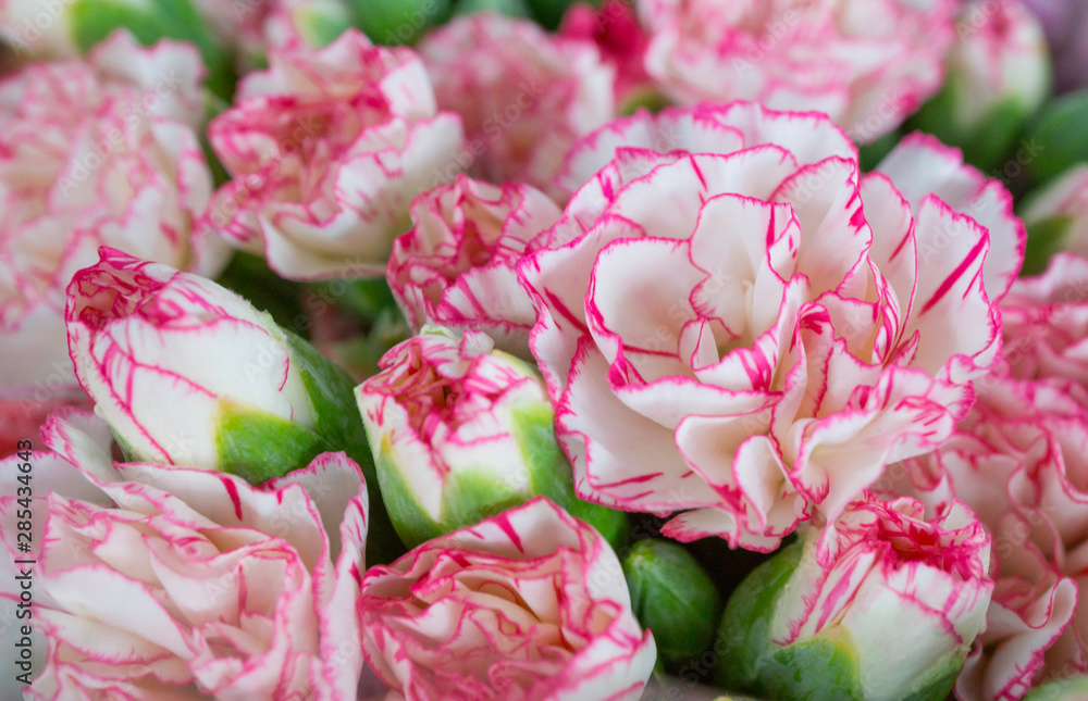 Red and white carnations spray flower blooming in bouquet at flower market,celebration,colorful pattern nature background,selective focus,tropical plant Red and white carnations spray flower blooming in bouquet at flower market,celebration,colorful pattern nature background,selective focus,tropical plant