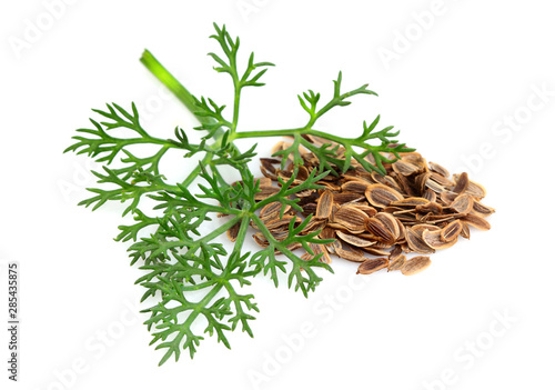 Sprig of dill with seeds of fennel isolated.