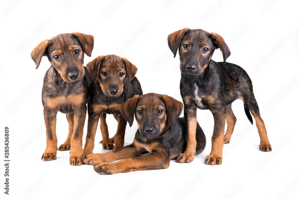 Group portrait of adorable puppies Group portrait of adorable puppies