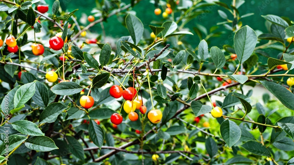 red apple fruit on the tree