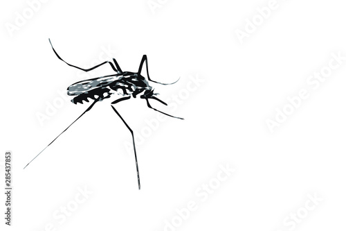 Vector Illustration Art of A Aedes Albopictus Mosquito (Selective Focus). Isolated on White Background with Copy Space for Text.  It is the Cause of Many Deceases.