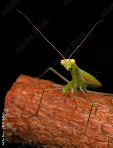 The green Praying Mantis on the branch © macro_life