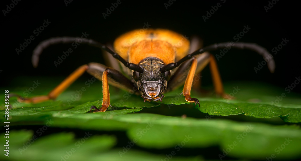 Naklejka premium Red Pine Longhorn / Stictoleptura rubra