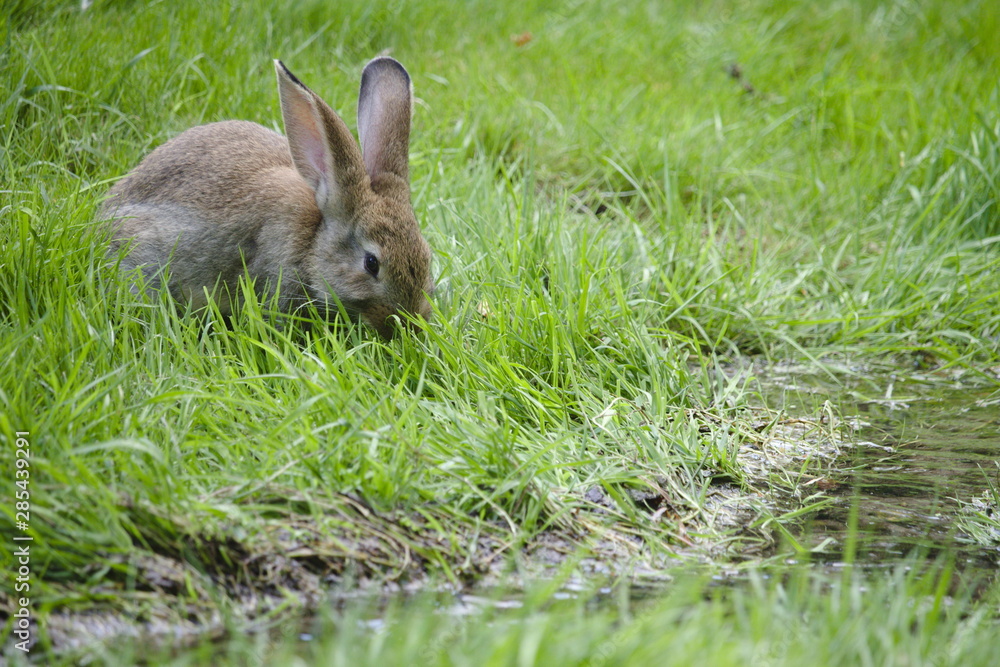 Fototapeta premium A rabbit bunny in between the grass