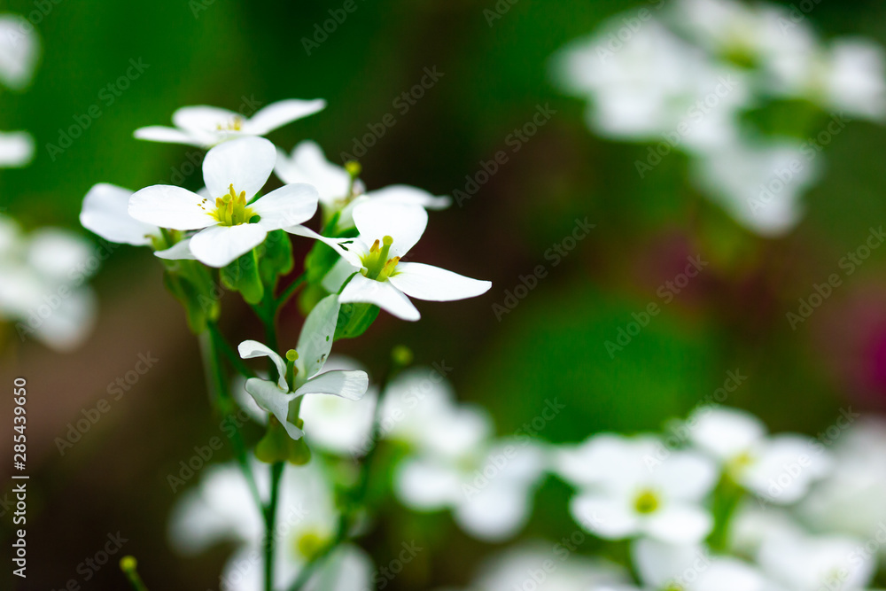 Small and smart white flowers in the part in spring Small and smart white flowers in the part in spring