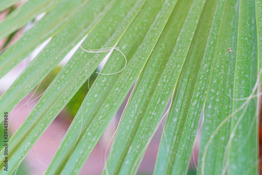 green palm branches at sunny day green palm branches at sunny day