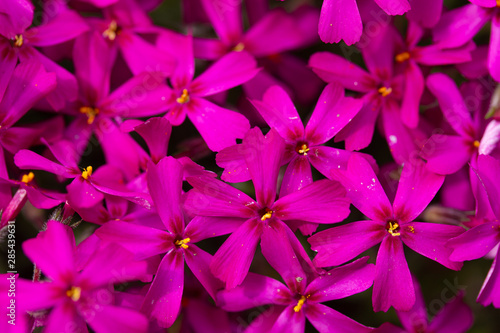 Saturated pink flowers of Saponaria ocymoides in spring © Olena Shvets