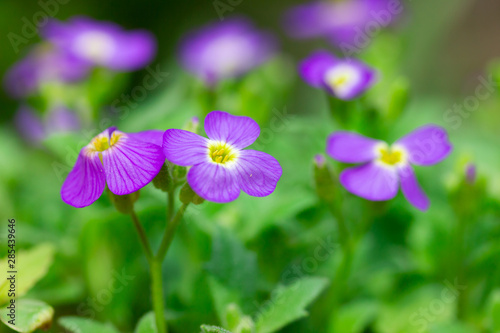 Small and smart violet flowers of Aubrieta in spring