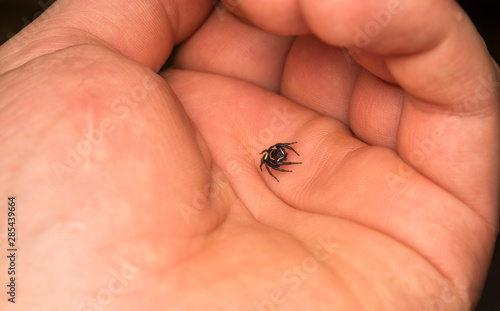 Small spider Salticidae on the person's hand.