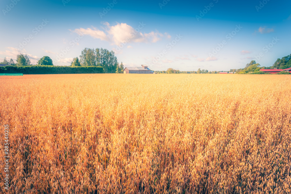 Finnish oat field. Photo from Kajaani, Finland.