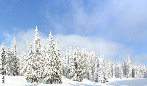 fir forest covered fir covered with snow © sebi_2569