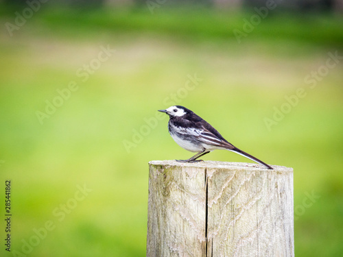 Wagtail bird in wildlife in ireland