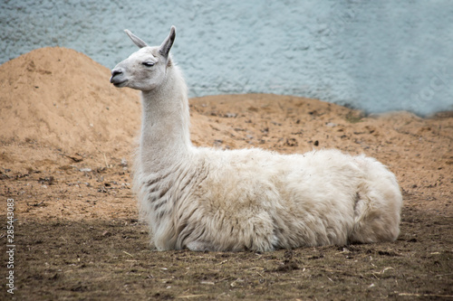 Llama .  Lama is a South American mammal of the camel family, domesticated by the Andes.It is a large herbivore. They have a thick warm coat that protects from the cold in the highlands.