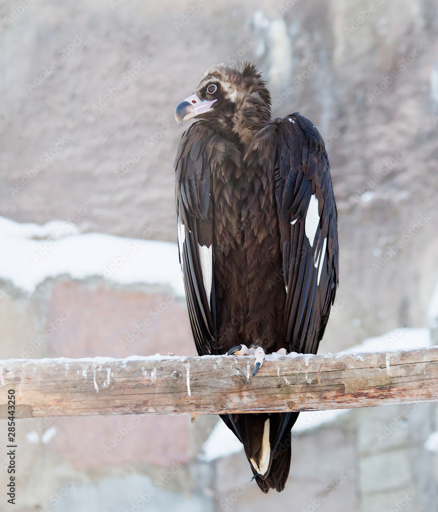 Black vulture. Black vulture is one of the largest birds in the world. Body length from 75 to