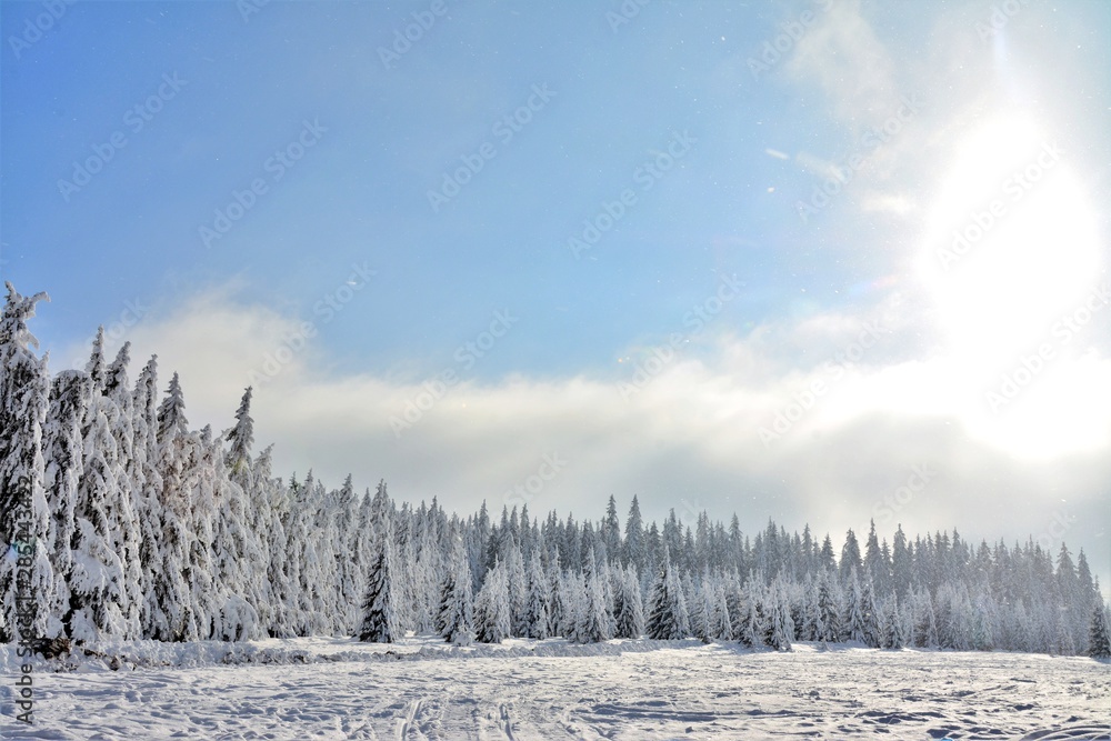 winter landscape with trees