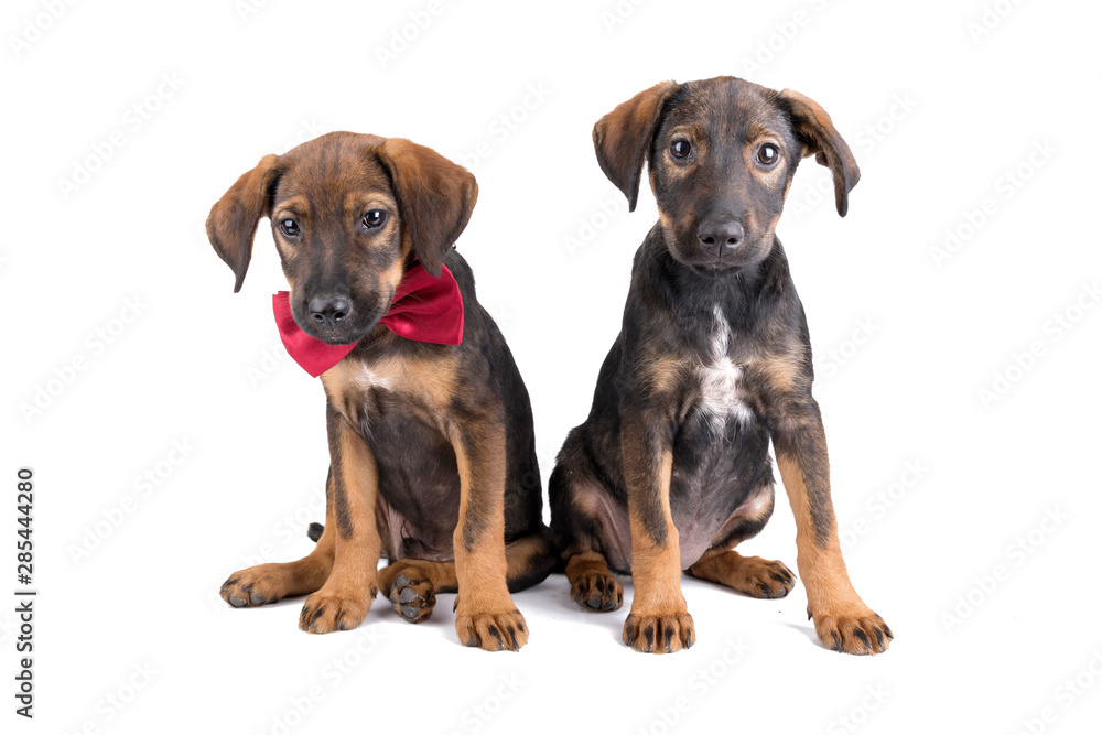Two cute puppies sitting and looking at camera Two cute puppies sitting and looking at camera