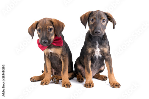 Two cute puppies sitting and looking at camera