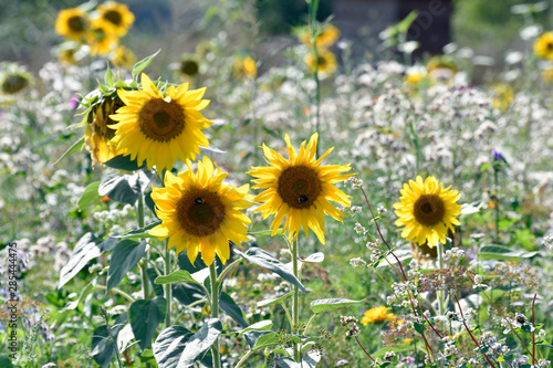 sonnenblumen auf bunter wiese