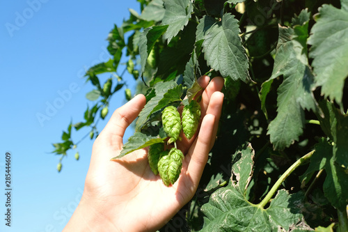 One hand holding fresh young common hop flowers and  its plants.