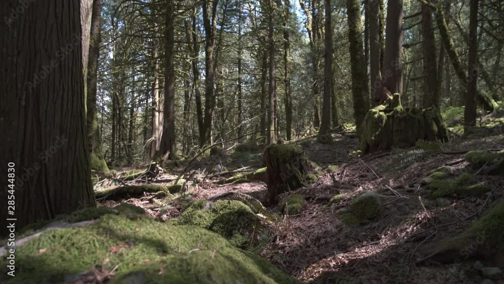 Moss and Trees Pacific Northwest 4K UHD. A camera dolly shot past a tree in a lush, temperate rainforest of the Pacific Northwest. 4K UHD. Moss and Trees Pacific Northwest 4K UHD. A camera dolly shot past a tree in a lush, temperate rainforest of the Pacific Northwest. 4K UHD.